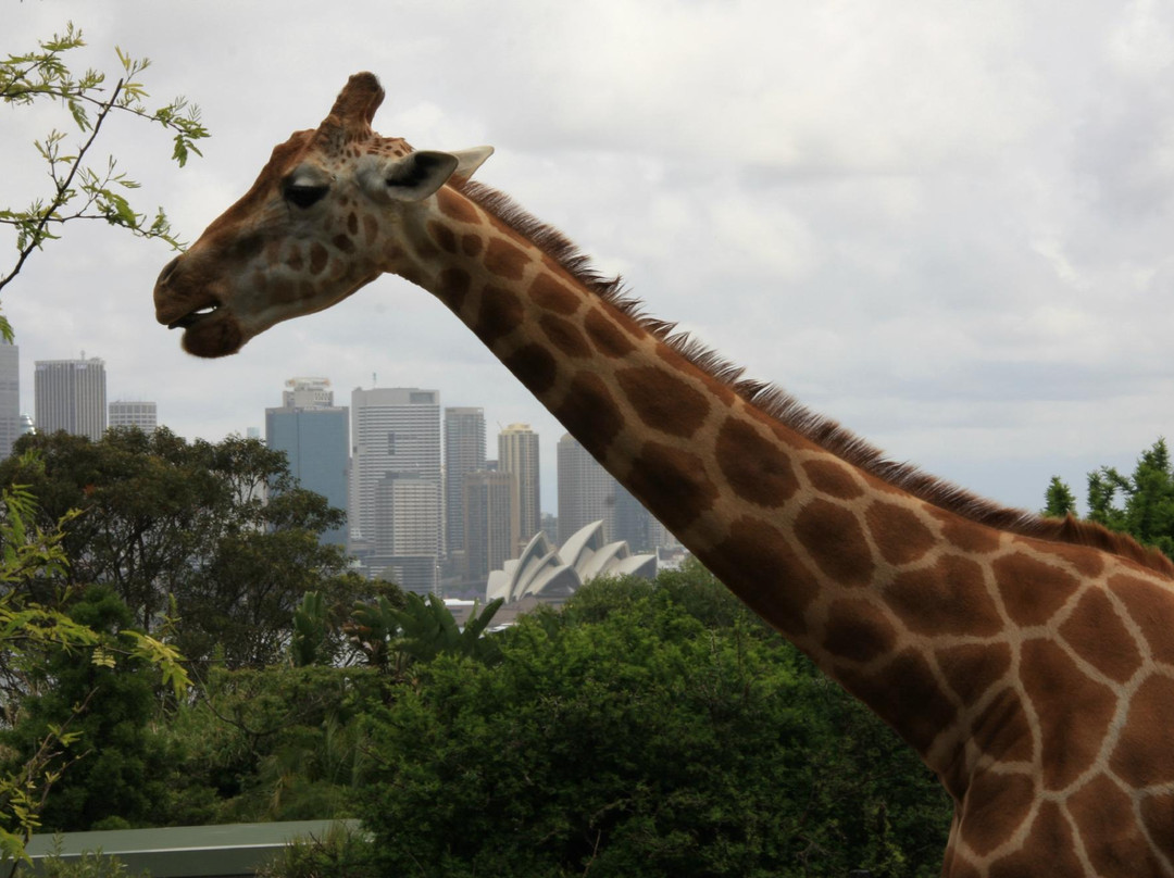塔瑞噶野生动物园-莫斯曼必去景点