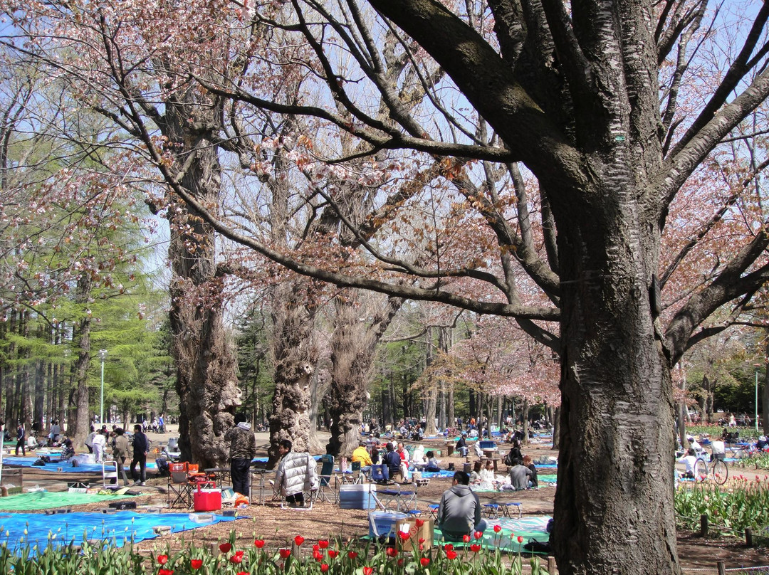 圆山公园-札幌市必去景点