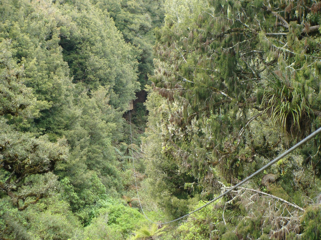 罗托鲁瓦树冠之旅-罗托鲁瓦必去景点
