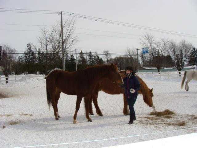 Shikaoicho Riding Park-鹿追町必去景点