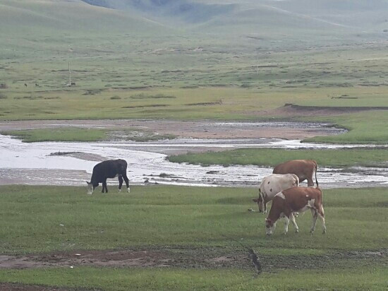 黄岗梁国家森林公园-克什克腾旗必去景点