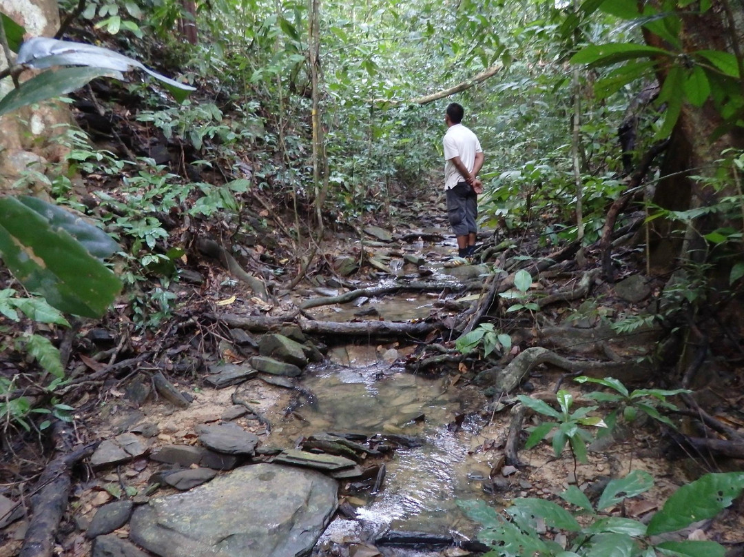 JungleWalla景点图片