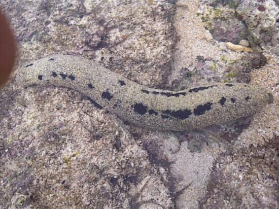 Pulau Dua-Tambrauw必去景点