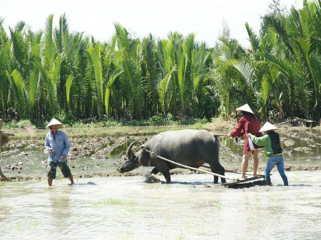 Jack Tran渔民体验之旅-会安必去景点