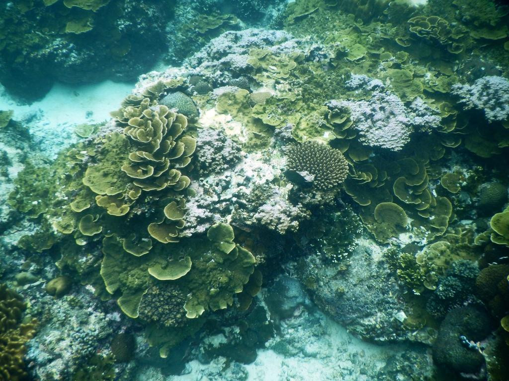 Entalula Island景点图片