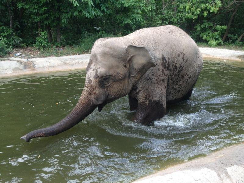 金边野生动物园-金边必去景点