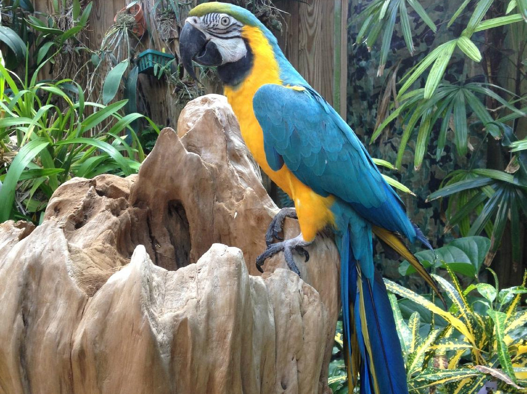 Nancy Forrester's Secret Garden-基韦斯特必去景点