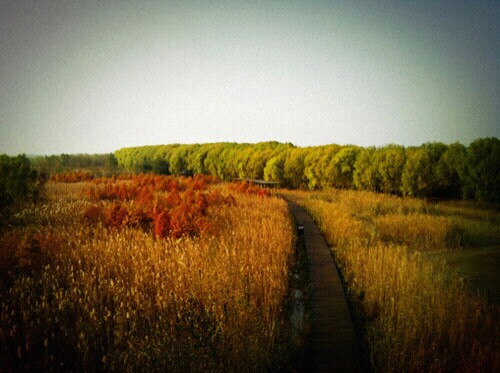崇明东滩自然保护区-崇明县必去景点
