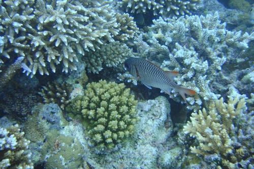 香蕉崖-马累北环礁必去景点