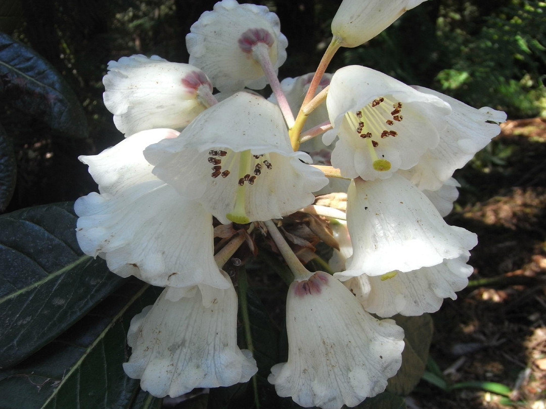 Cloudehill Nursery and Gardens-奥林达必去景点