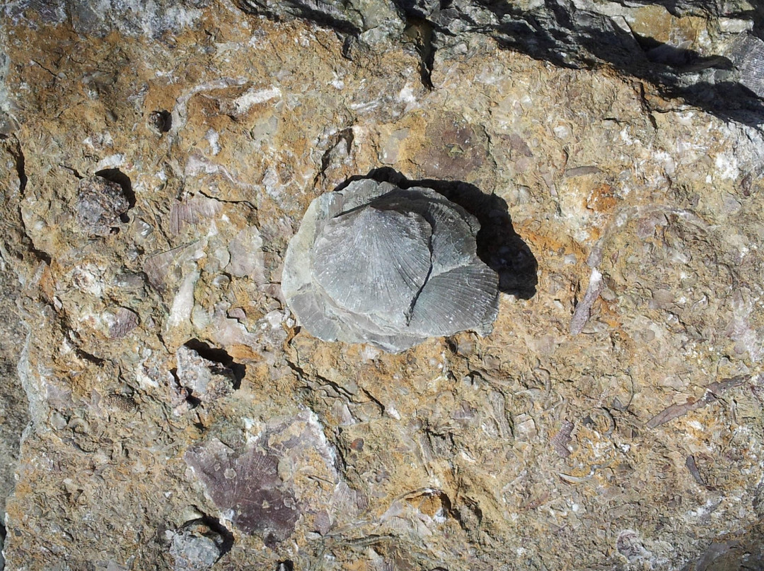 Trammel Fossil Park-沙伦维尔必去景点