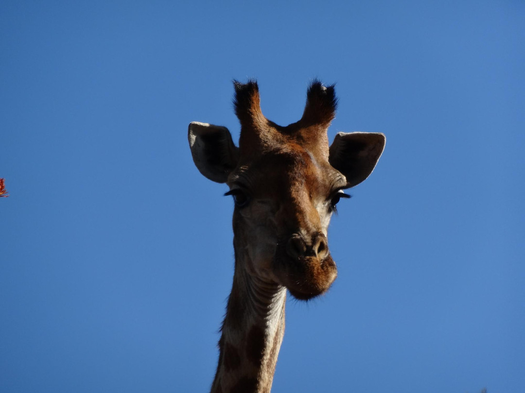 Groenkloof Nature Reserve