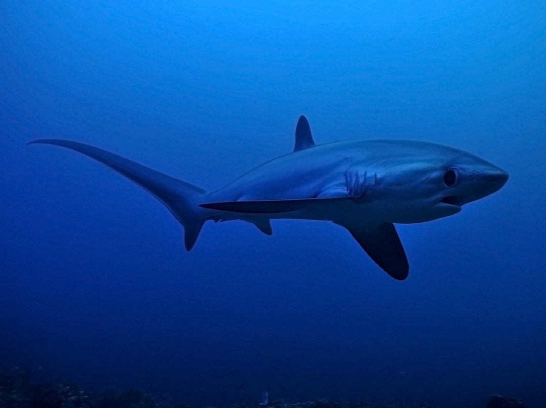 Malapascua Exotic Diving Center景点图片