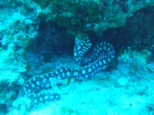 European Diving Institute - Centre de plongee en Crete-伊拉克利翁必去景点