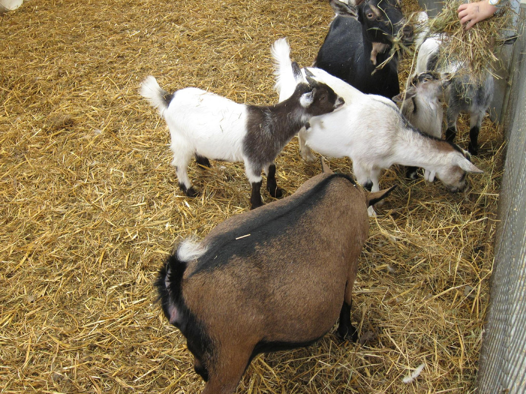 Hoveringham旅游攻略图片