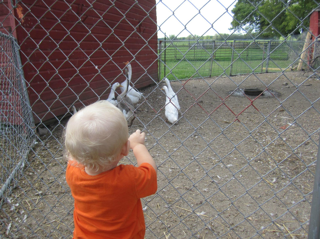 Erickson's Petting Zoo-Osakis必去景点
