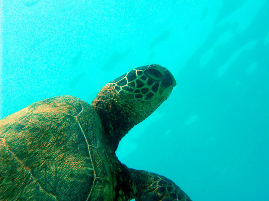 Ko Olina Ocean Adventures-考普雷必去景点