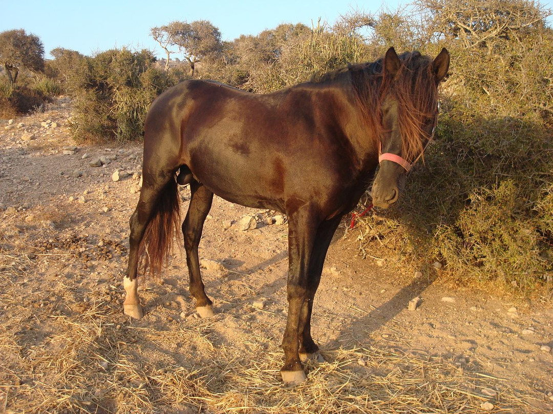 Zouina Cheval-索维拉必去景点