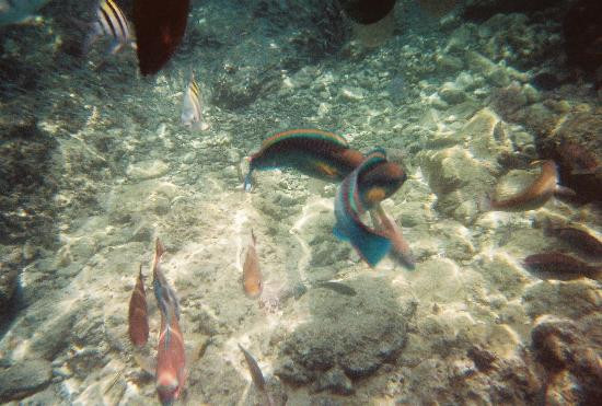 可奇海滩-Smith Bay必去景点