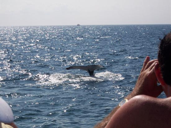 Hyannis Whale Watcher Cruises-Barnstable必去景点