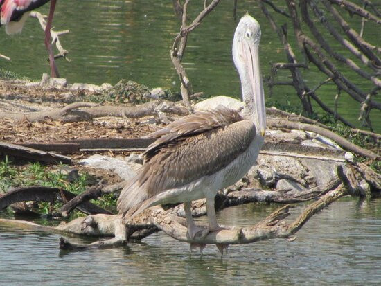 Uppalapadu Bird Sanctuary景点图片