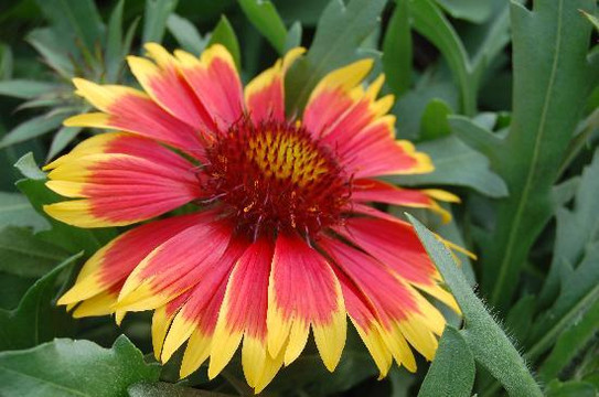 上海植物园-上海市必去景点