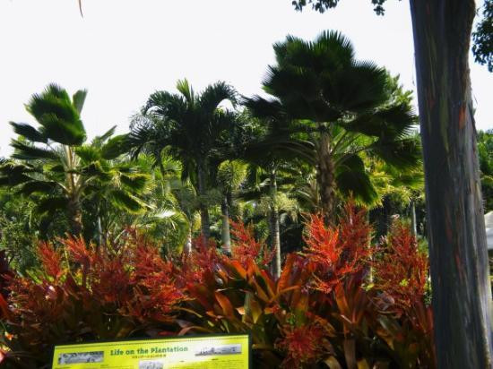 杜尔凤梨园-瓦西瓦必去景点