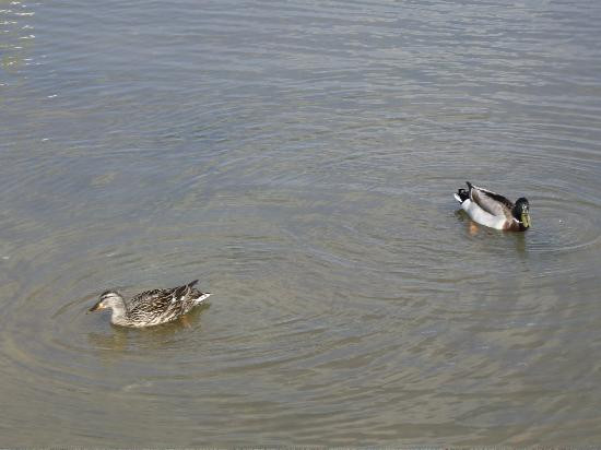 Chesapeake Bay Maritime Museum-圣迈克必去景点