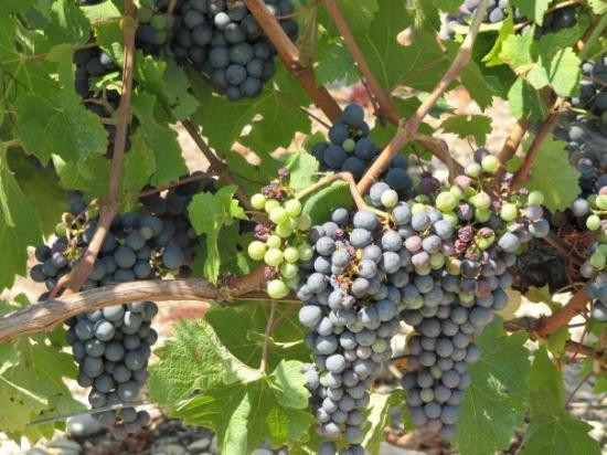 Pheeric Wine Tours景点图片