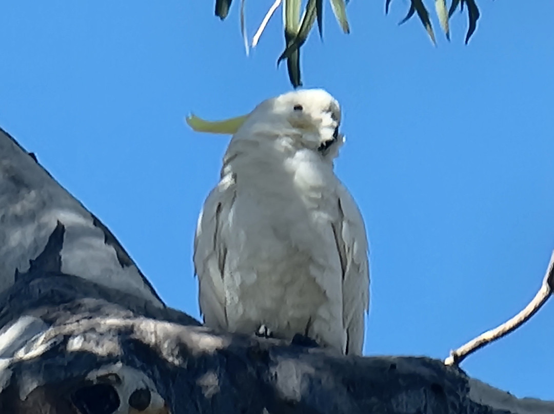 Myall Creek Parklands Walkway景点图片