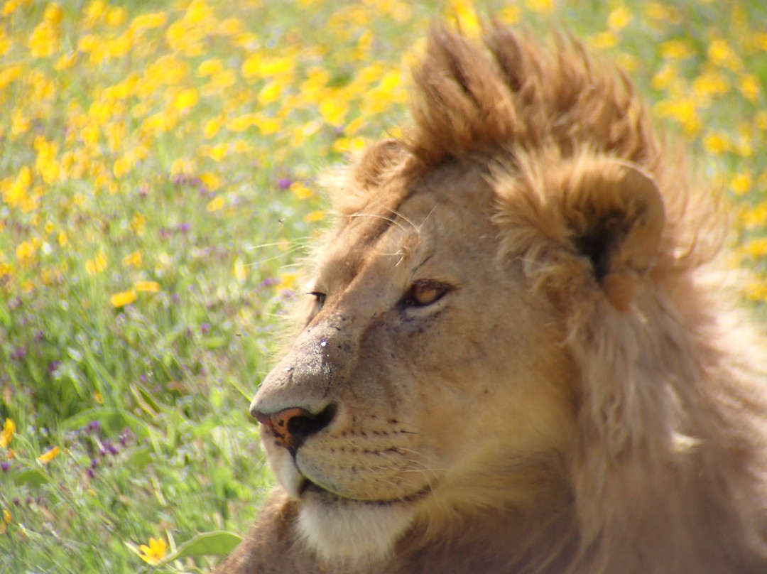 Maasai Legend Safaris-阿鲁沙必去景点