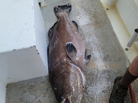 Williams Party Boats-盖维斯顿必去景点