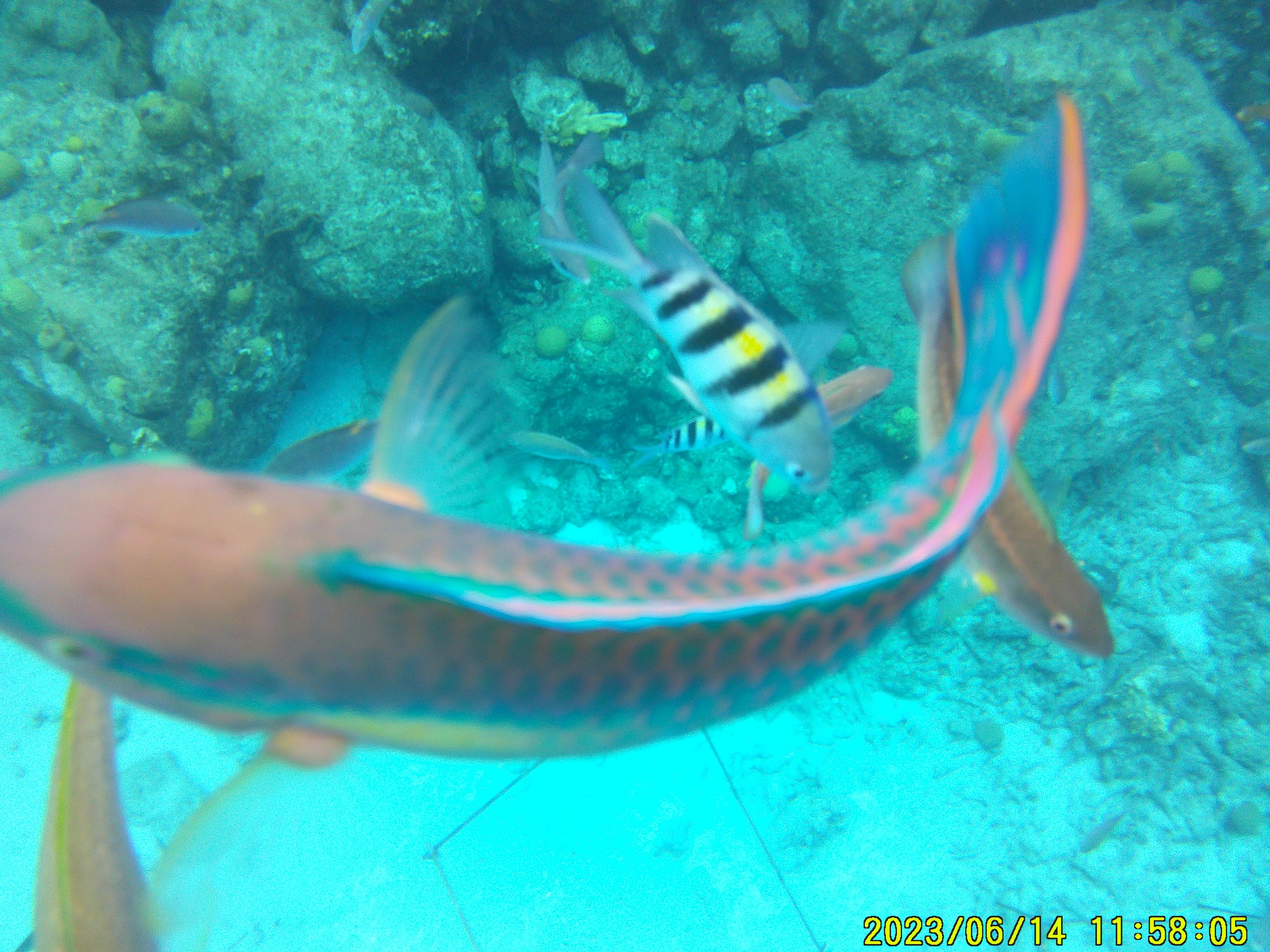 Blue Bay Curaçao Golf & Beach Resort-泳池