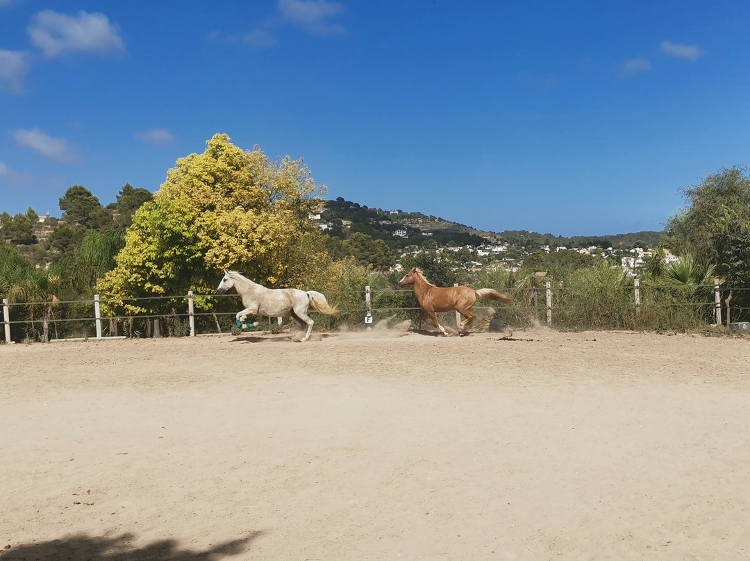 Club Hipic Riding Team Calpe-卡尔佩必去景点