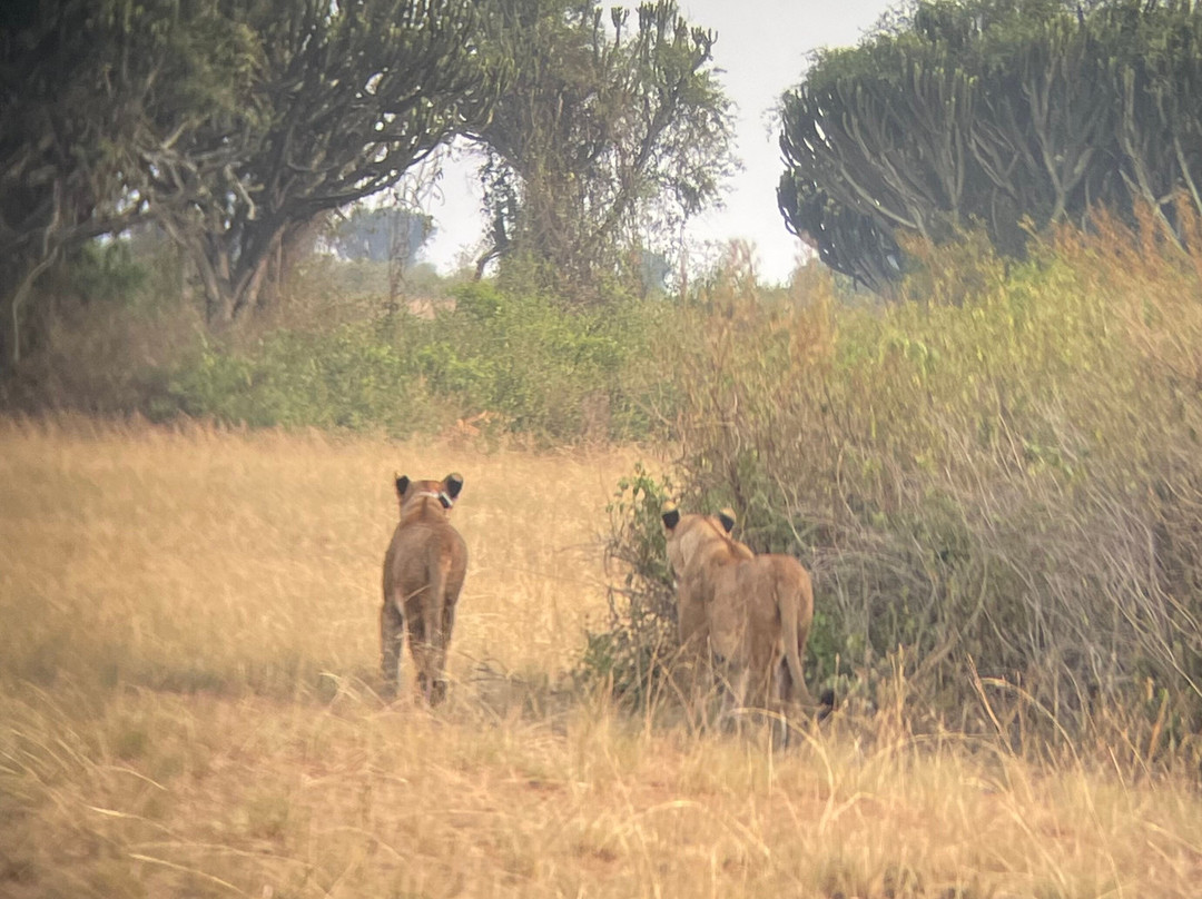 Fazil Safari Guide Uganda+