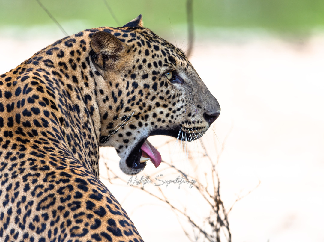 Daya Safari Jeep Service-蒂瑟默哈拉默必去景点