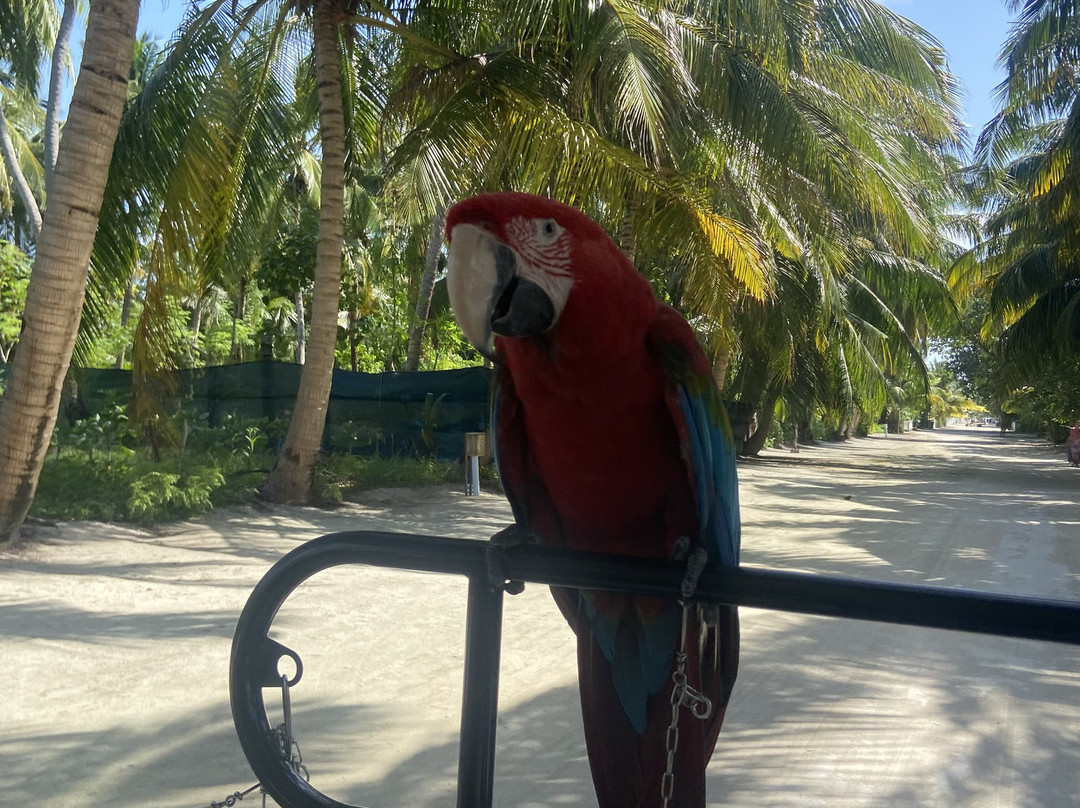 Kingsway Thoddoo主图