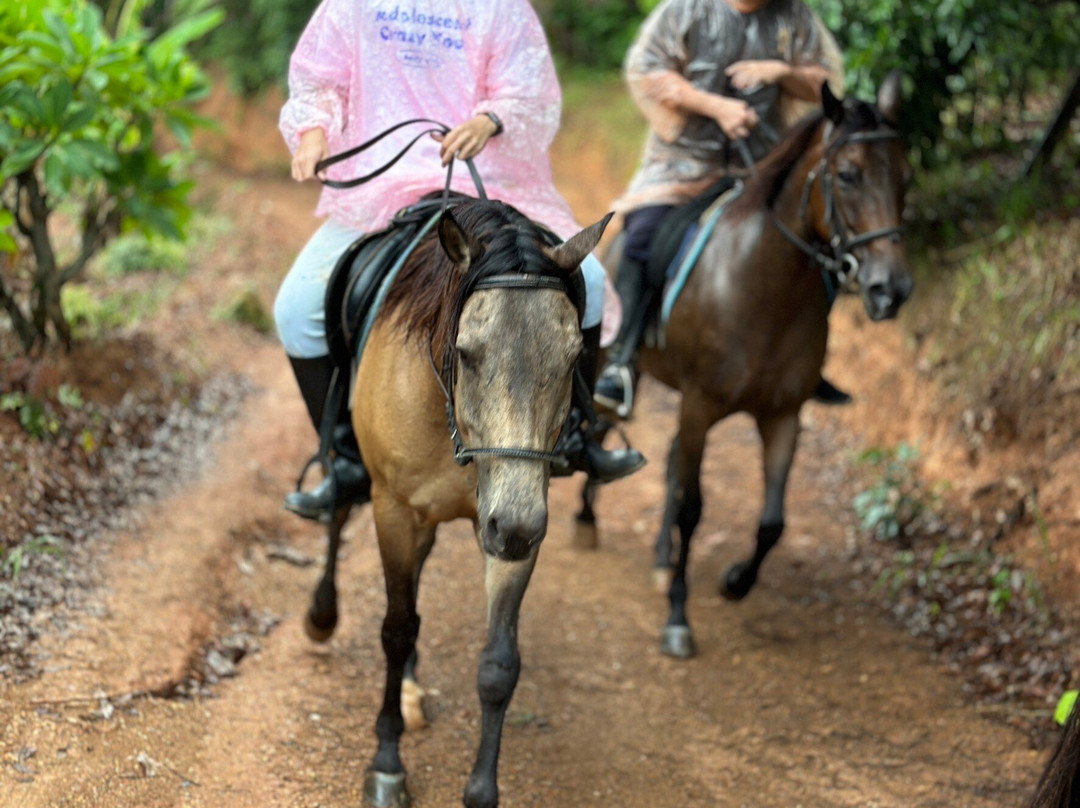 Pong Horse Park-Baan Pong必去景点