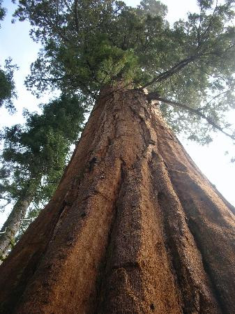 Crescent Meadow Loop-红杉&国王峡谷国家公园必去景点