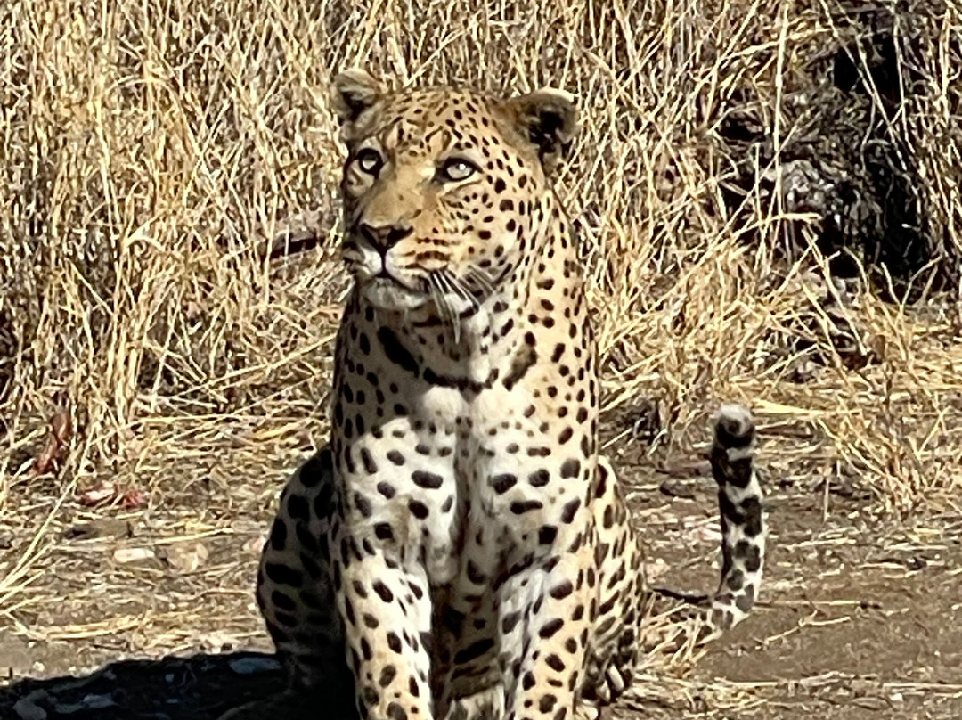 Safari Gästefarm Düsternbrook景点图片