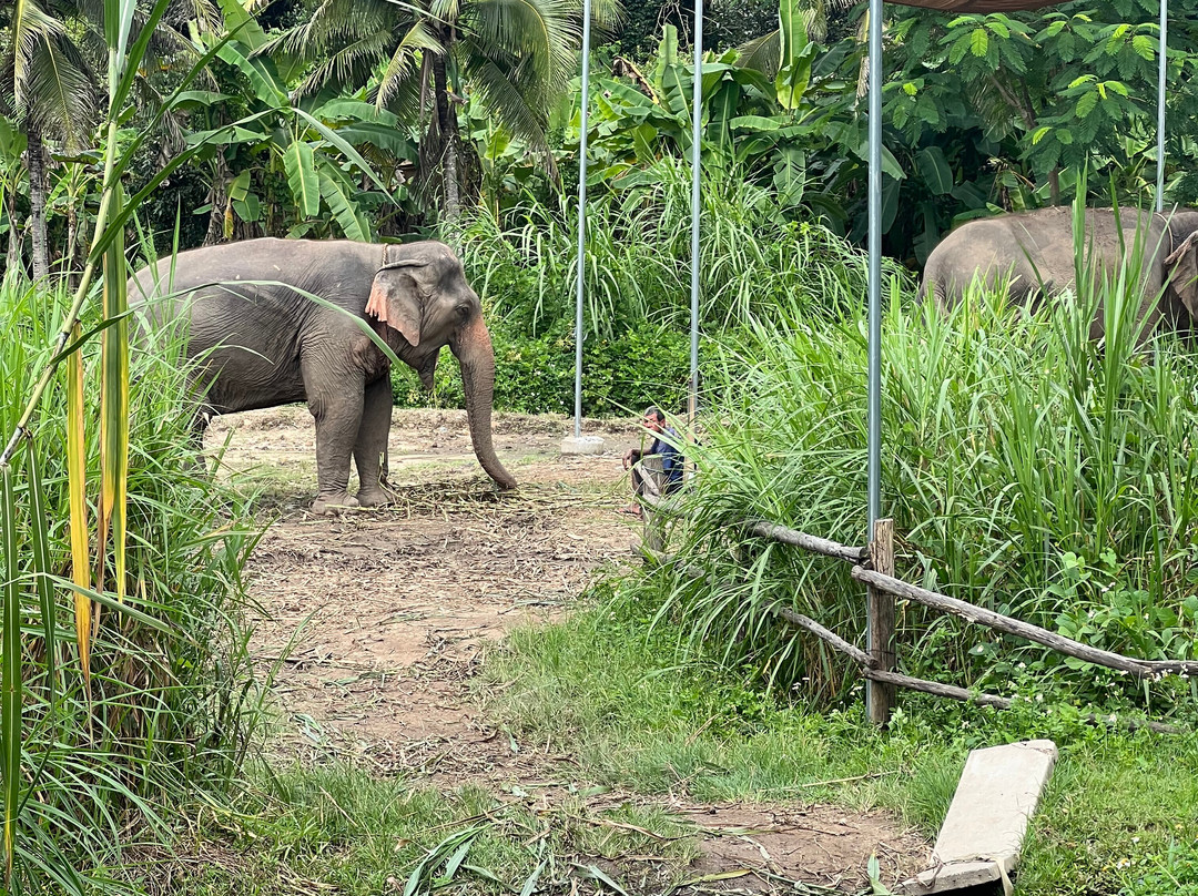 Smart Elephants Family景点图片