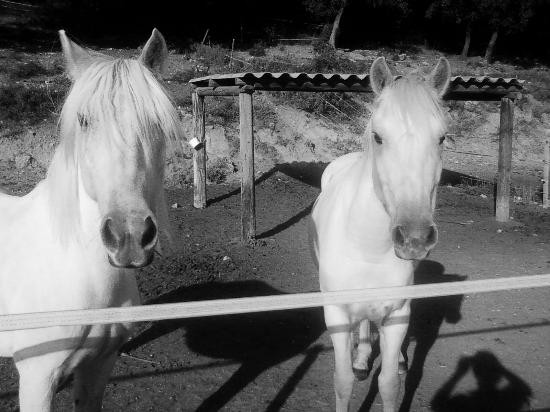 Centre Equestre La Reserve景点图片