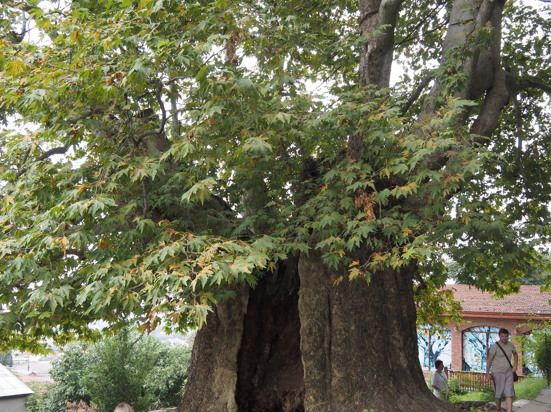 Giant Plane Tree-Telavi必去景点