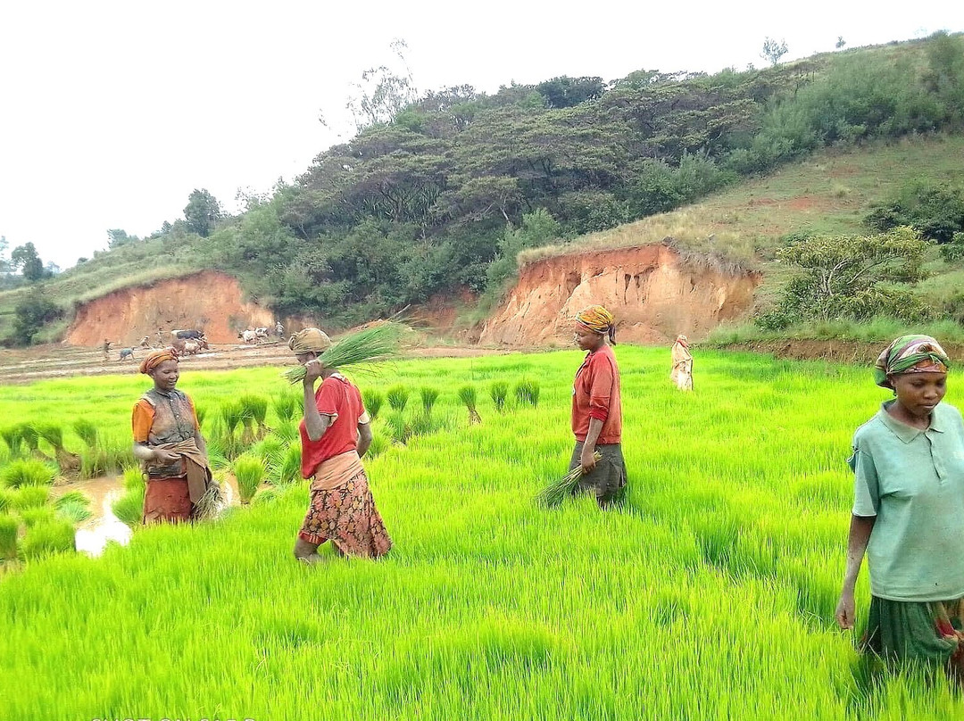 Les Rizières En Terrasses Du Parc National Ambalavao景点图片