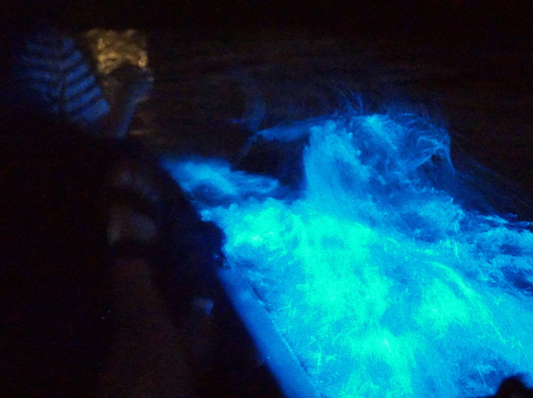 Bioluminescence Kayak tour Costa Rica景点图片