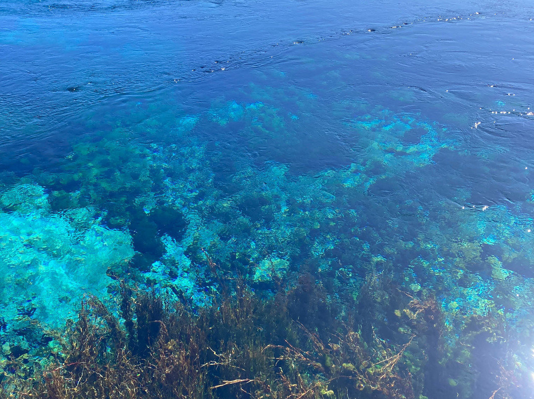 Te Waikoropupu Springs (Pupu Springs)-南岛必去景点
