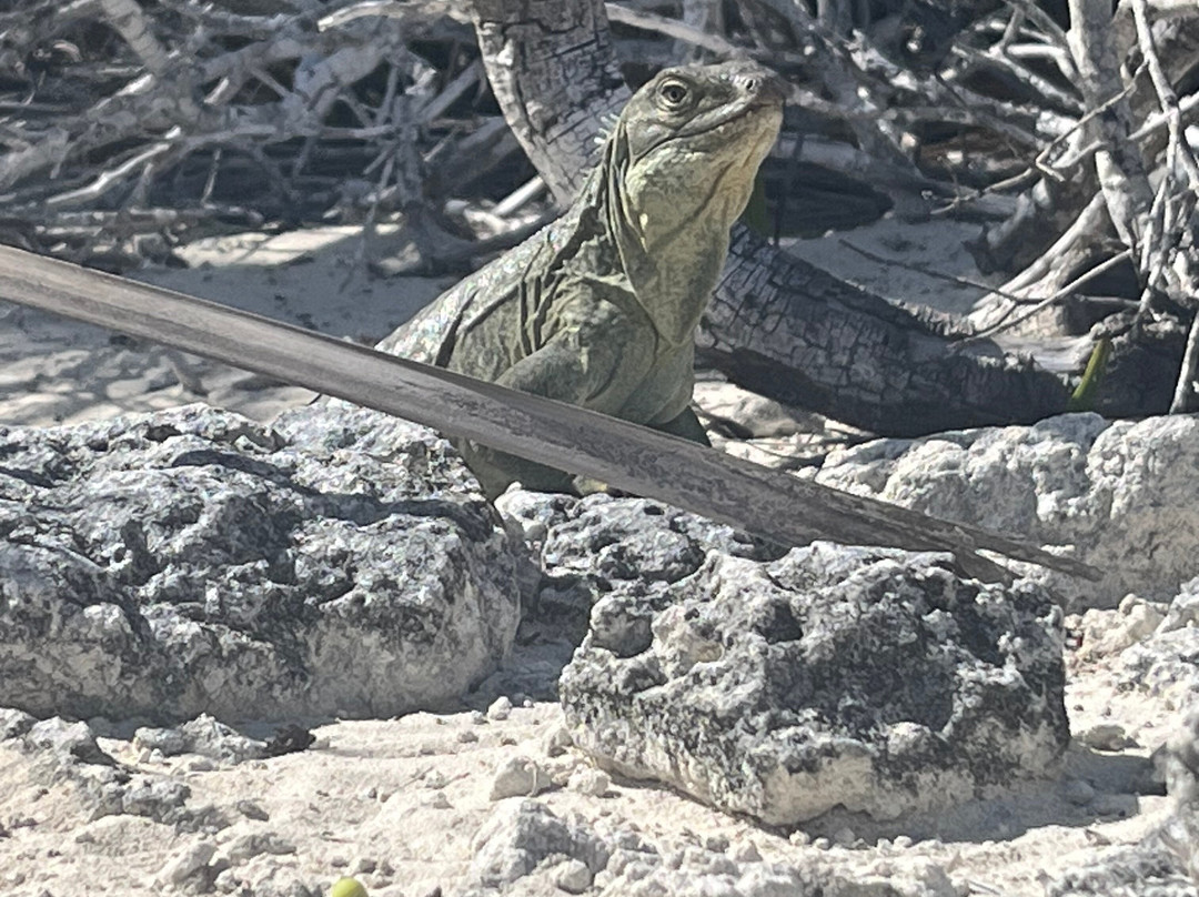 Turks Ventures by Drex-普罗维登西亚莱斯必去景点