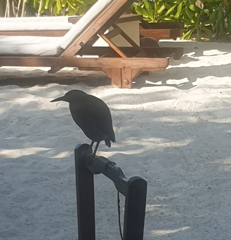 蜜莉喜岛度假村主图