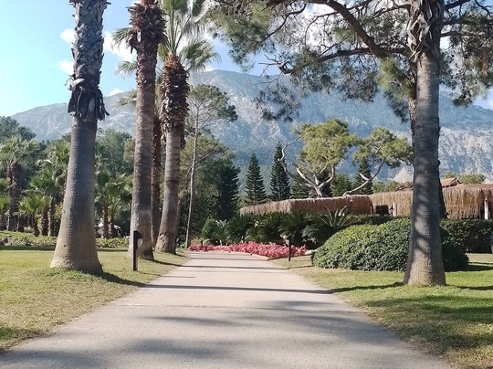 Paloma Foresta主图