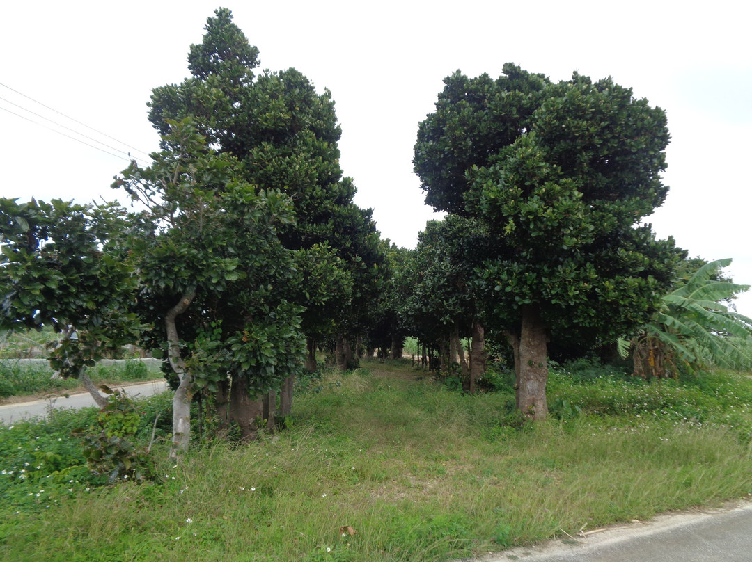 Shiokawa Utaki and Fukugi Namiki-多良间村必去景点